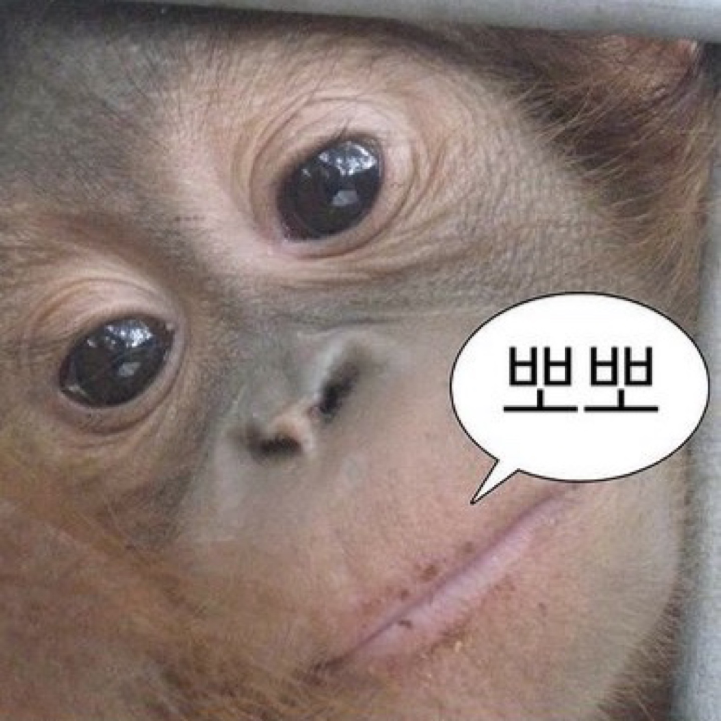 굥잉