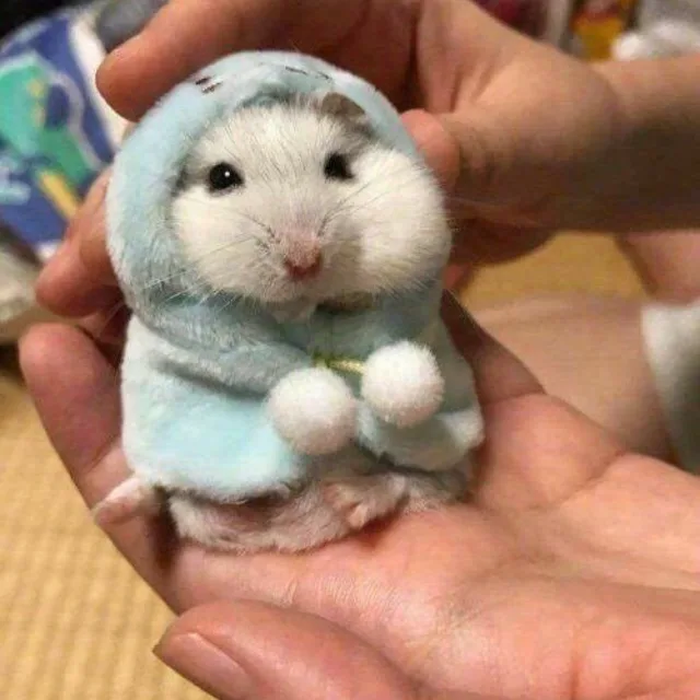 햄햄