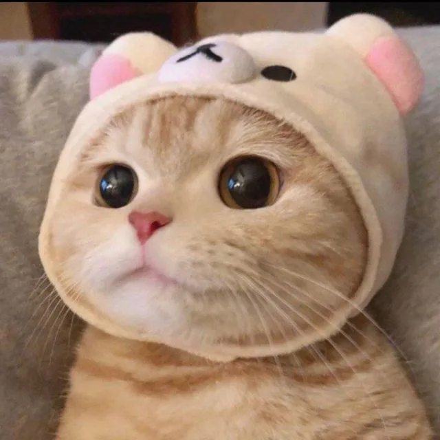 다항함수