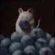 과일쥐