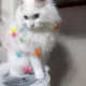 모로