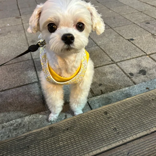 조이사랑