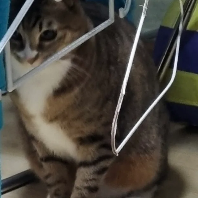 먕몽이