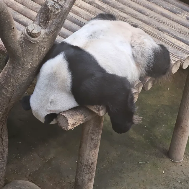 당근엉