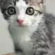 레몬
