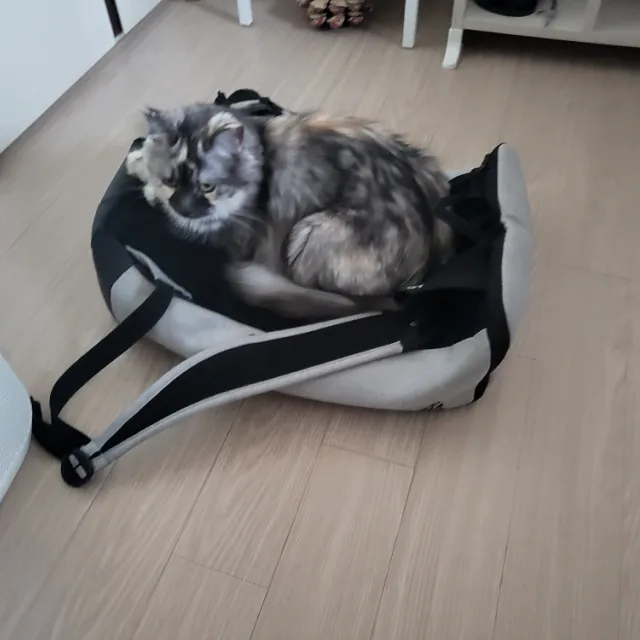사랑