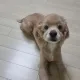코코호얌