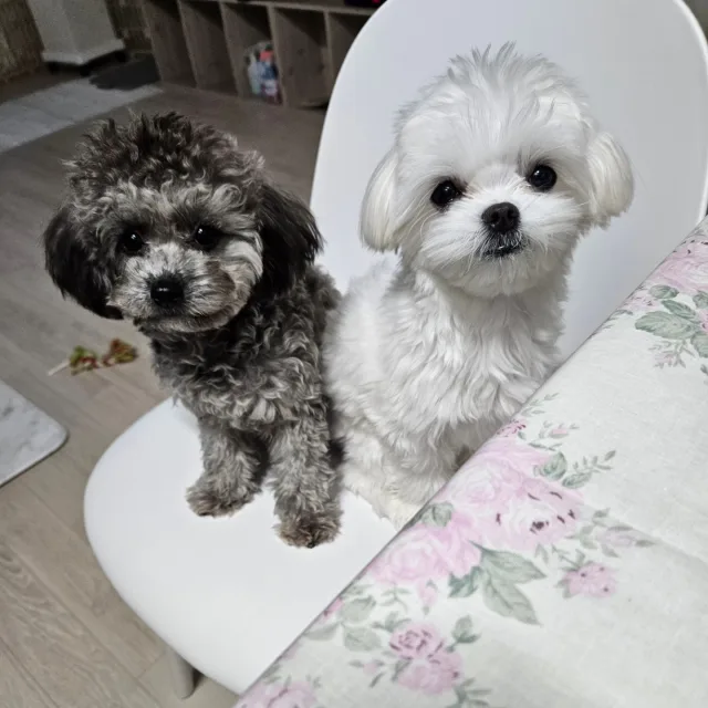 코코사랑