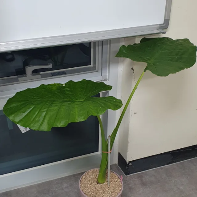 청풍