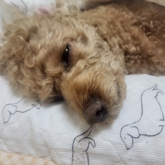 하루이틀삼일