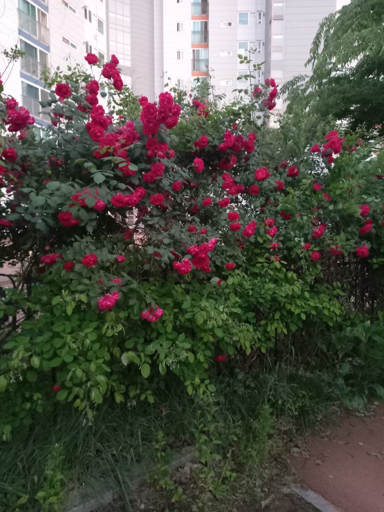 개나리