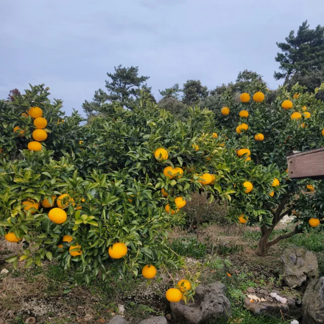 슬스리