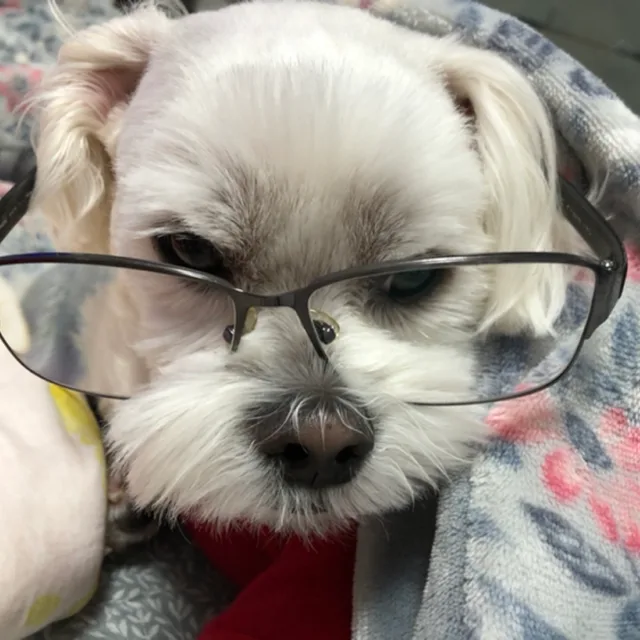 귀염둥이몽이