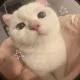 도토리