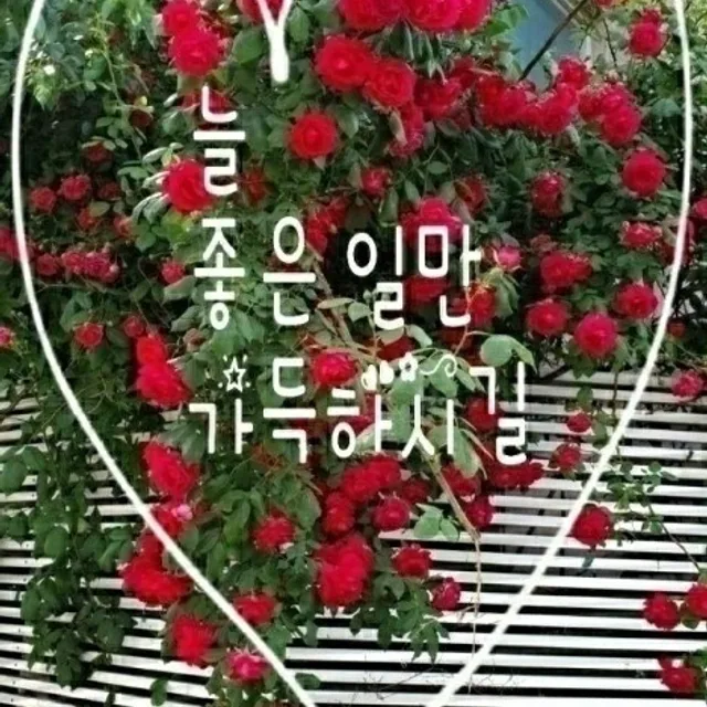드림