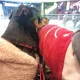 베베담이