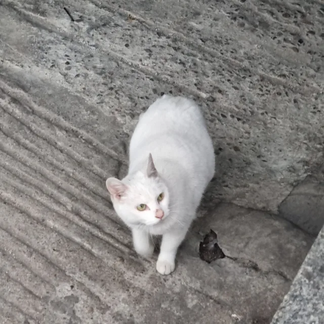 미쿠주세요