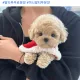 상큼여우