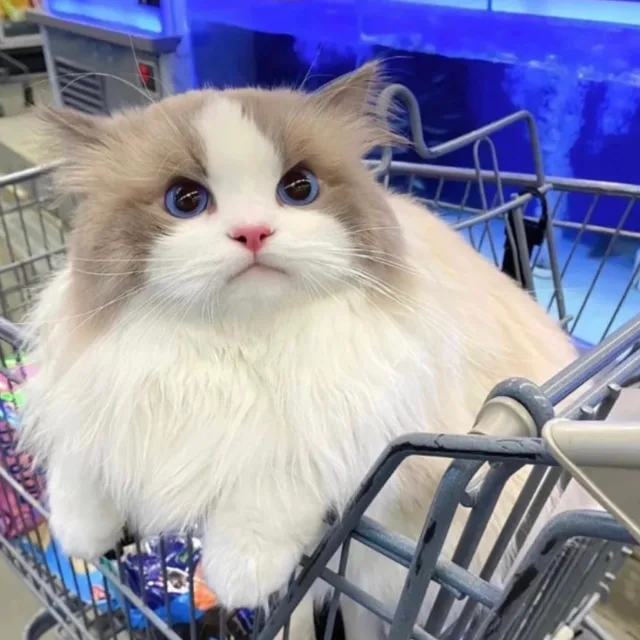주링