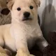 요니