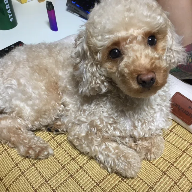 댕장