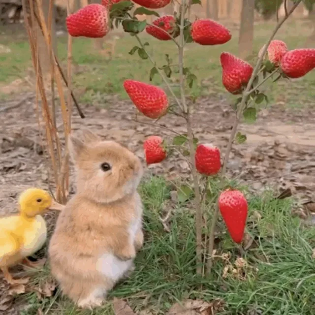 갱얼쥐뚠냥이