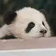 꼬미