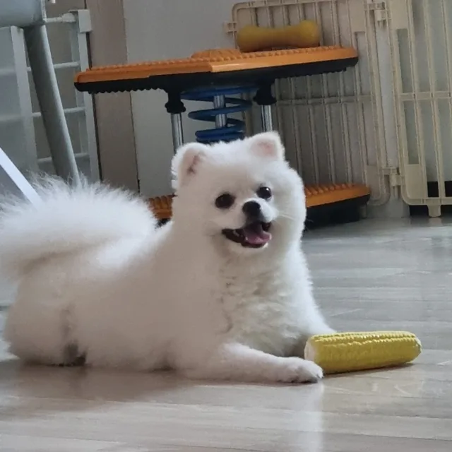솜이사랑