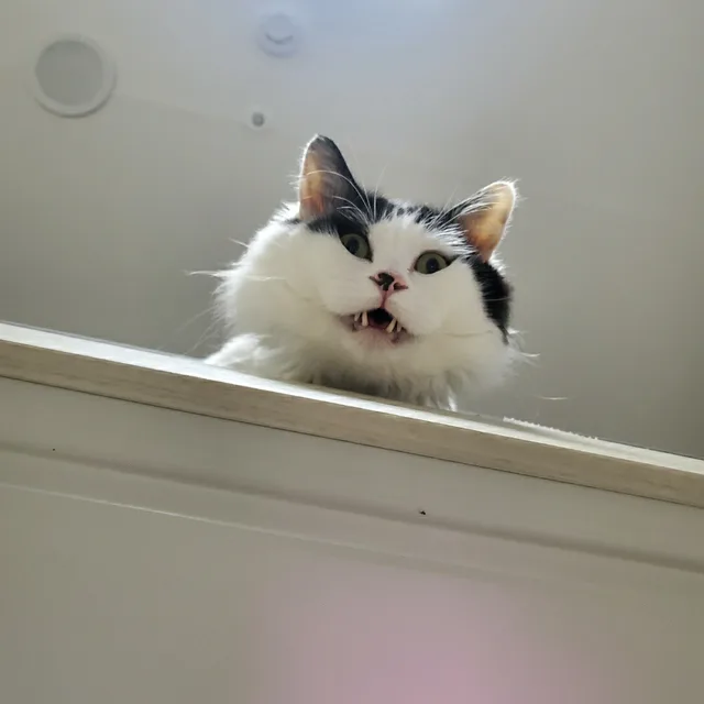 우유냥이