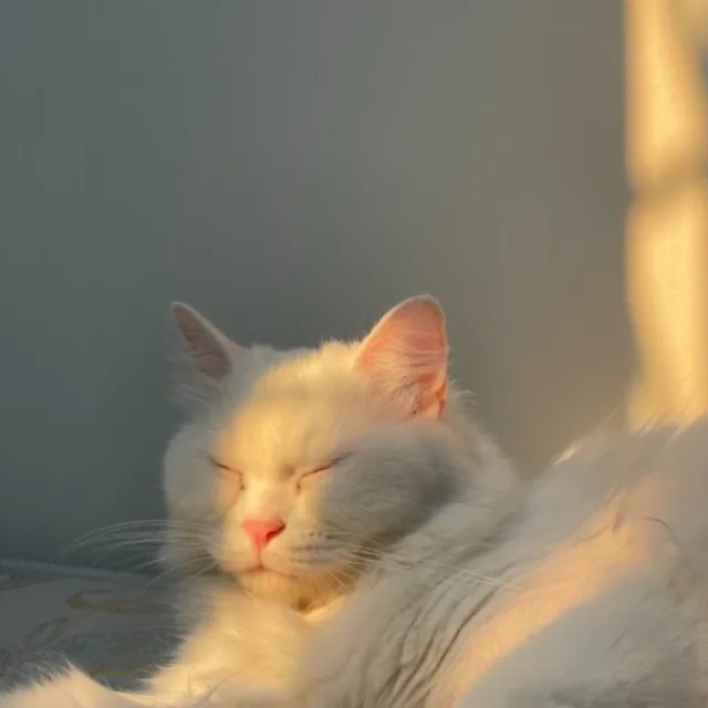 나비