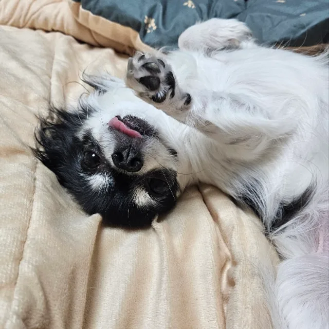 레오아빠