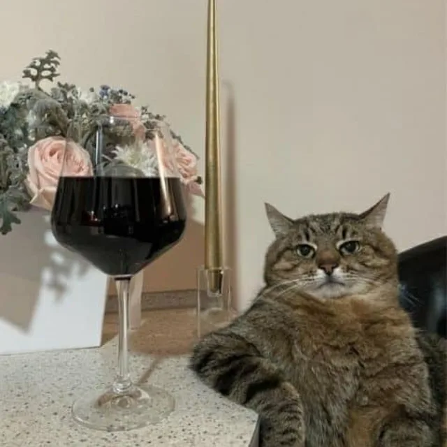 포도잔과고양이