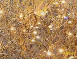 뿌꾸