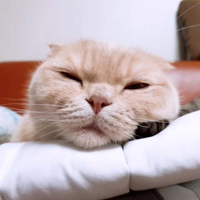 감자