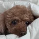 몽이맘