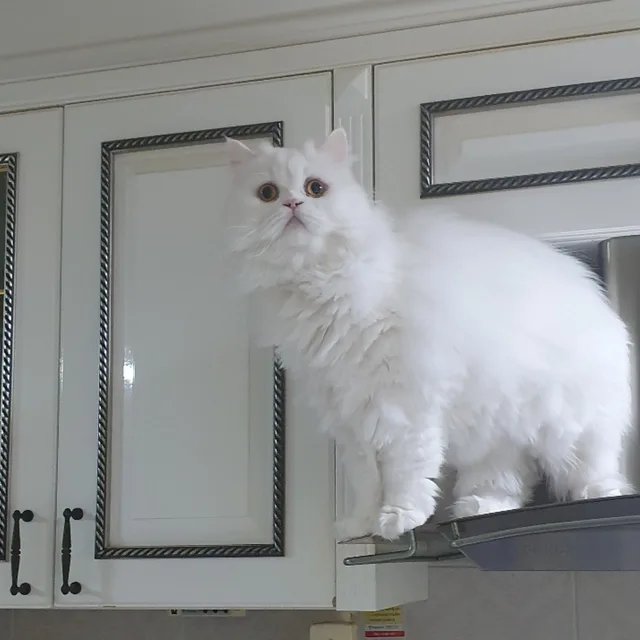 조린미림