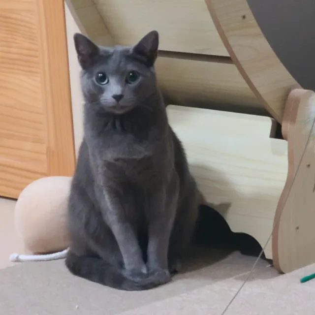 야옹야아오옹