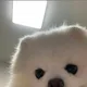 채은
