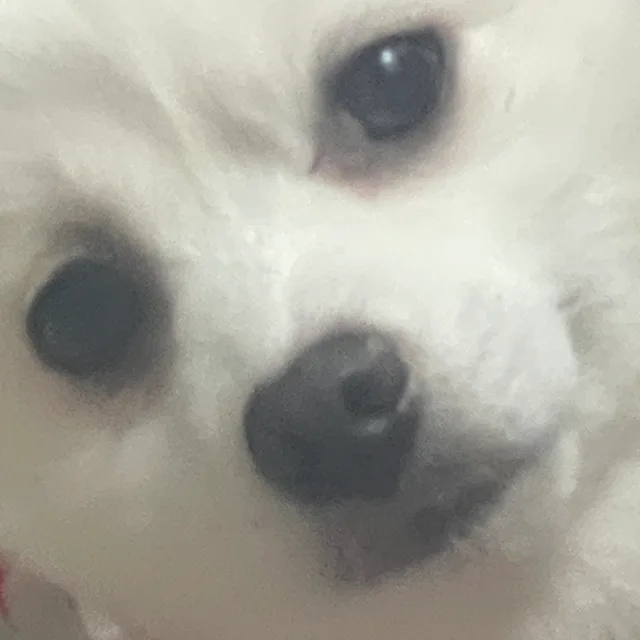 동글바지간장계란밥