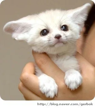 사막여우