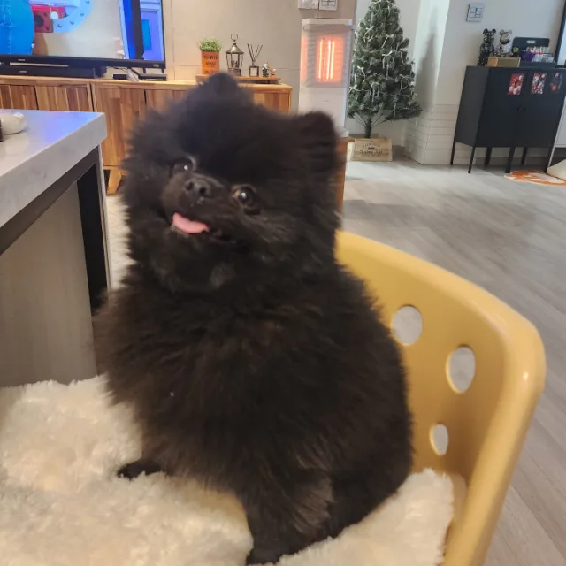 댕댕