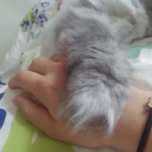 하비비