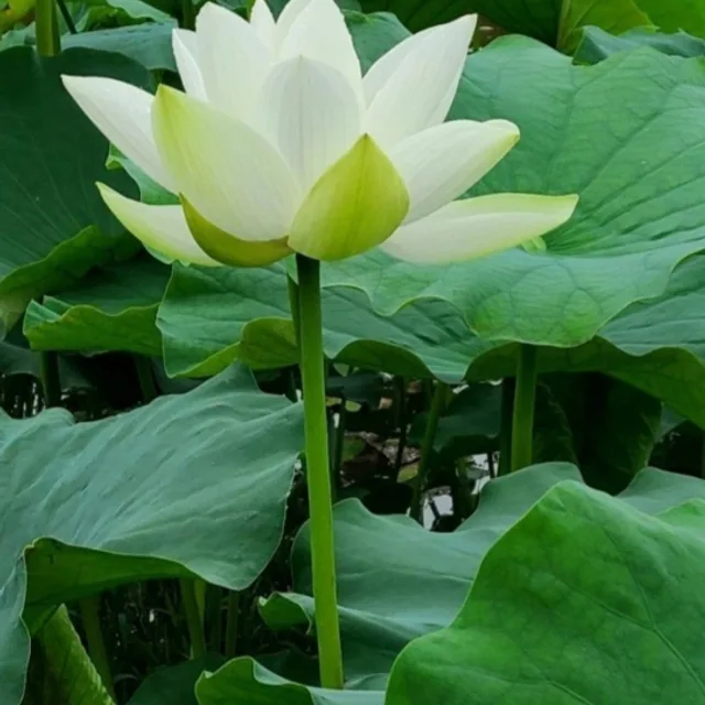 정자동