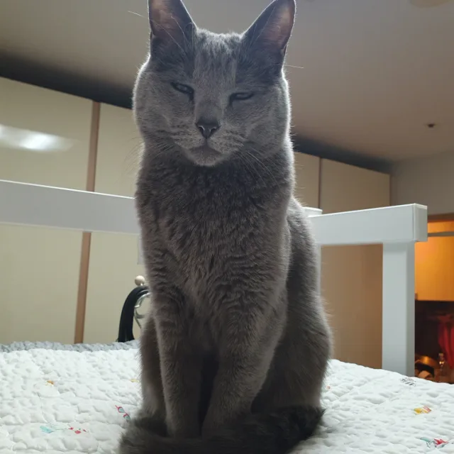 냐아