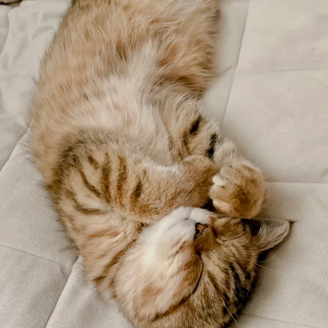 애옹
