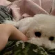 타굥이