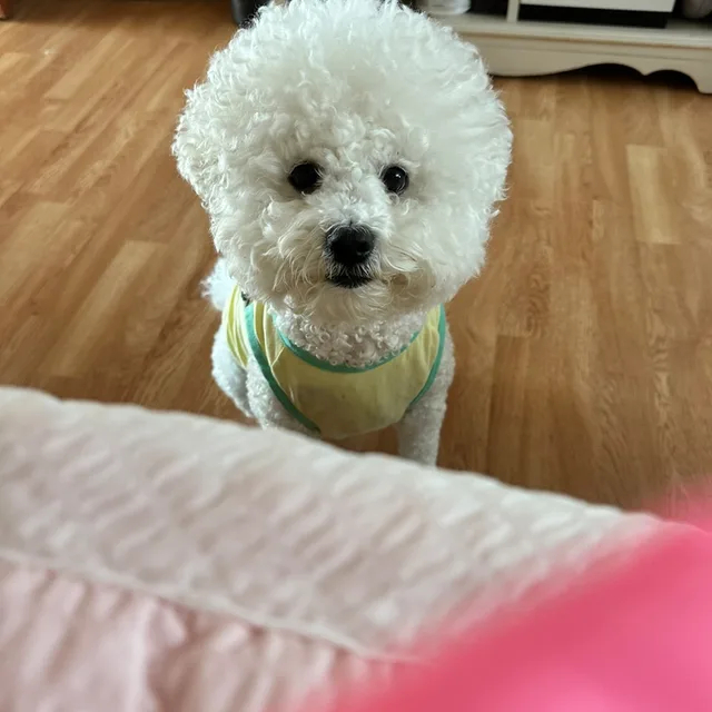 무늬주세용무늬