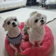 망고라떼