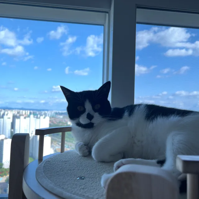 야옹이