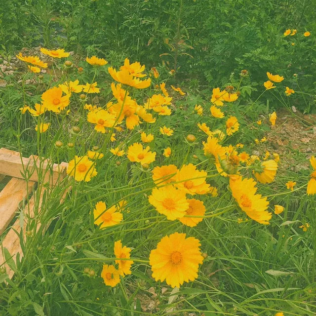 ilililili
